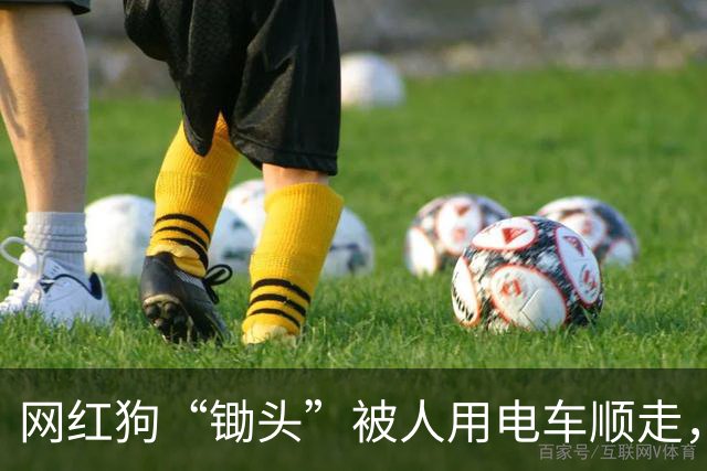 网红狗“锄头”被人用电车顺走，并以180元转卖遭宰杀，最新进展：双方已和解，犬主收到30万元和解费，计划全部捐出
